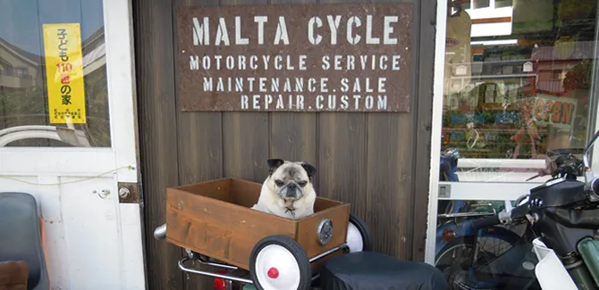 MALTA CYCLEの看板の前で荷車に乗るパグ犬のまめ